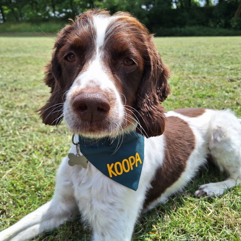 Koopa of Koopa's Choice Pet Supplies, Stevenage