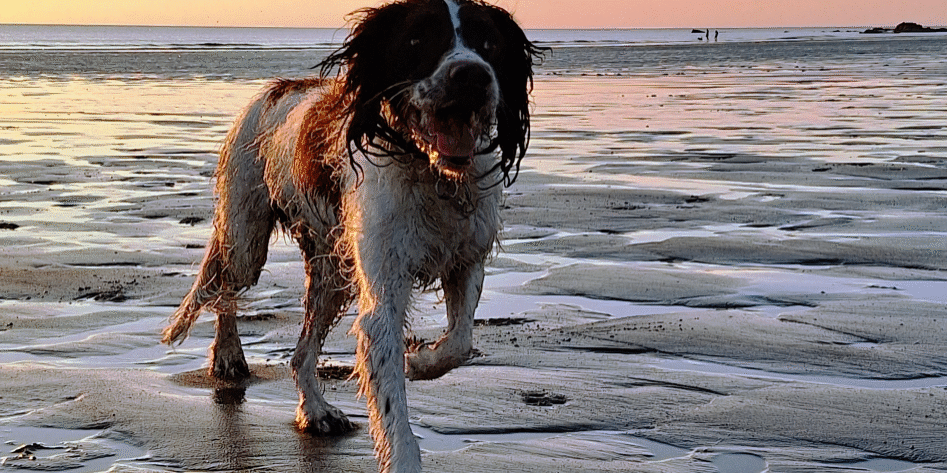 Koopa the dog from Koopa's Choice Pet Supplies on the beach at sunset
