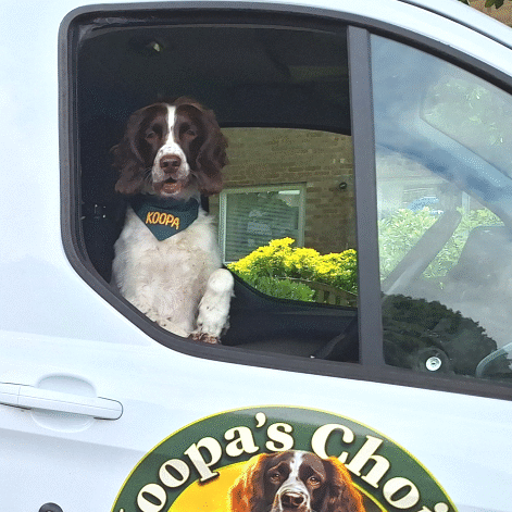 Koopa the dog in the Koopa's Choice Pet Supplies van